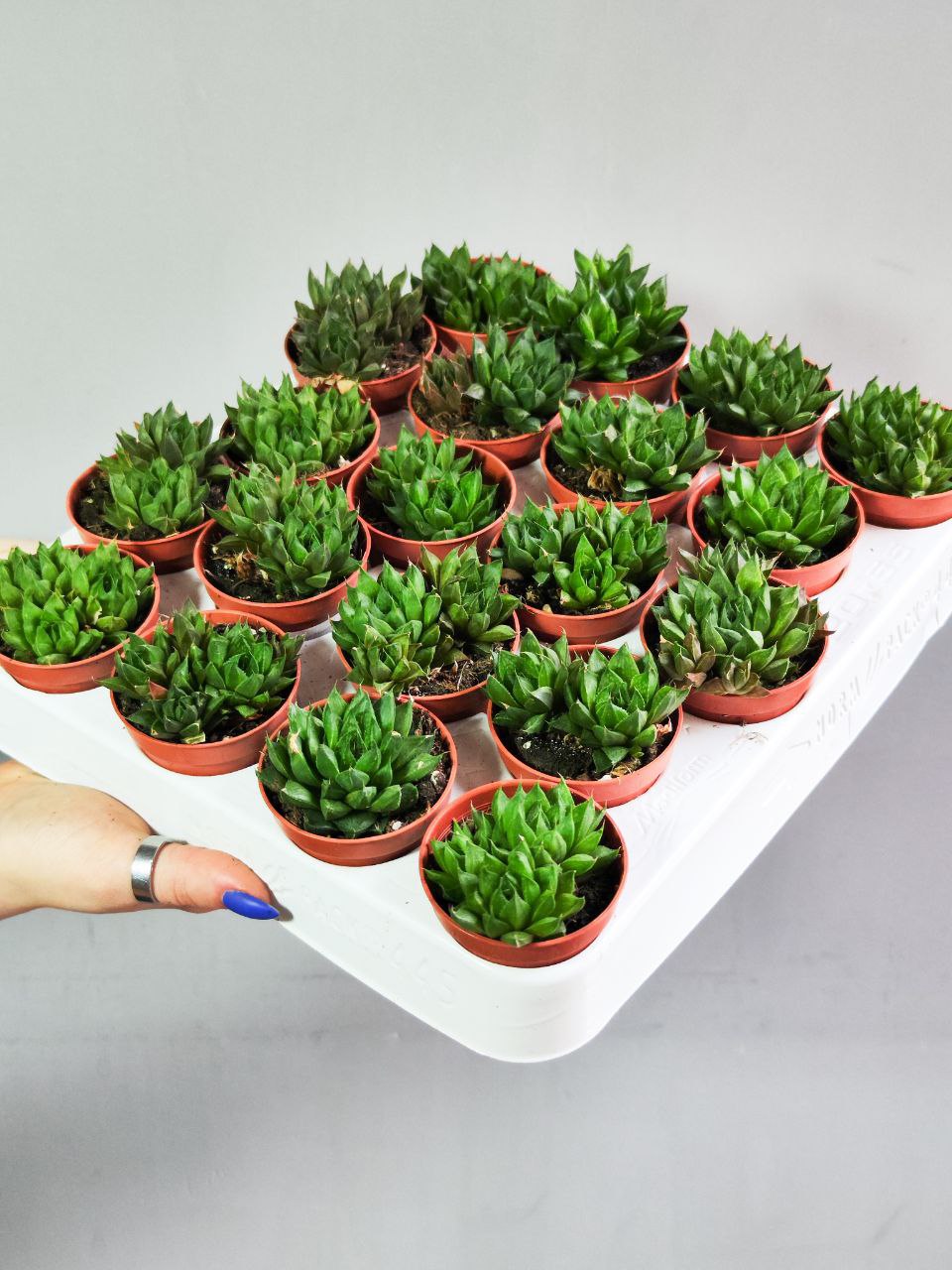 Хавортия Льдевидная Груп (Haworthia Сymbiformis Group) D5см