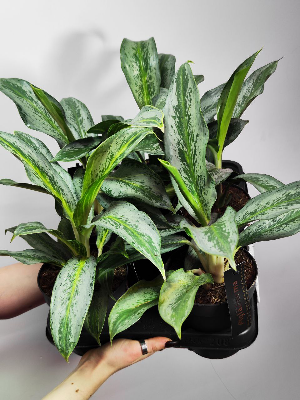 Аглаонема Эмеральд Грей (Aglaonema Emerald Gray) D12см