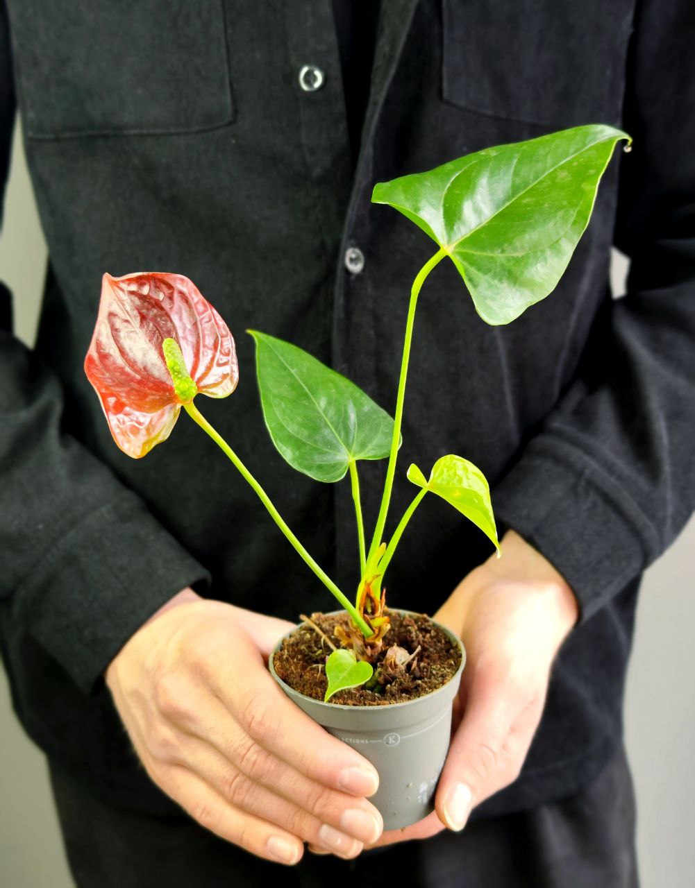 Антуриум Микс УЦЕНКА (Anthurium Mix) D 7-9см