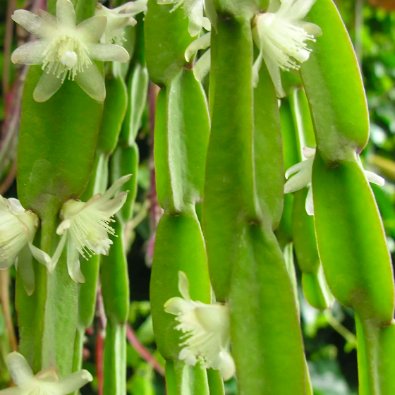 Рипсалис Парадокса (Rhipsalis Paradoxa) D8,5см