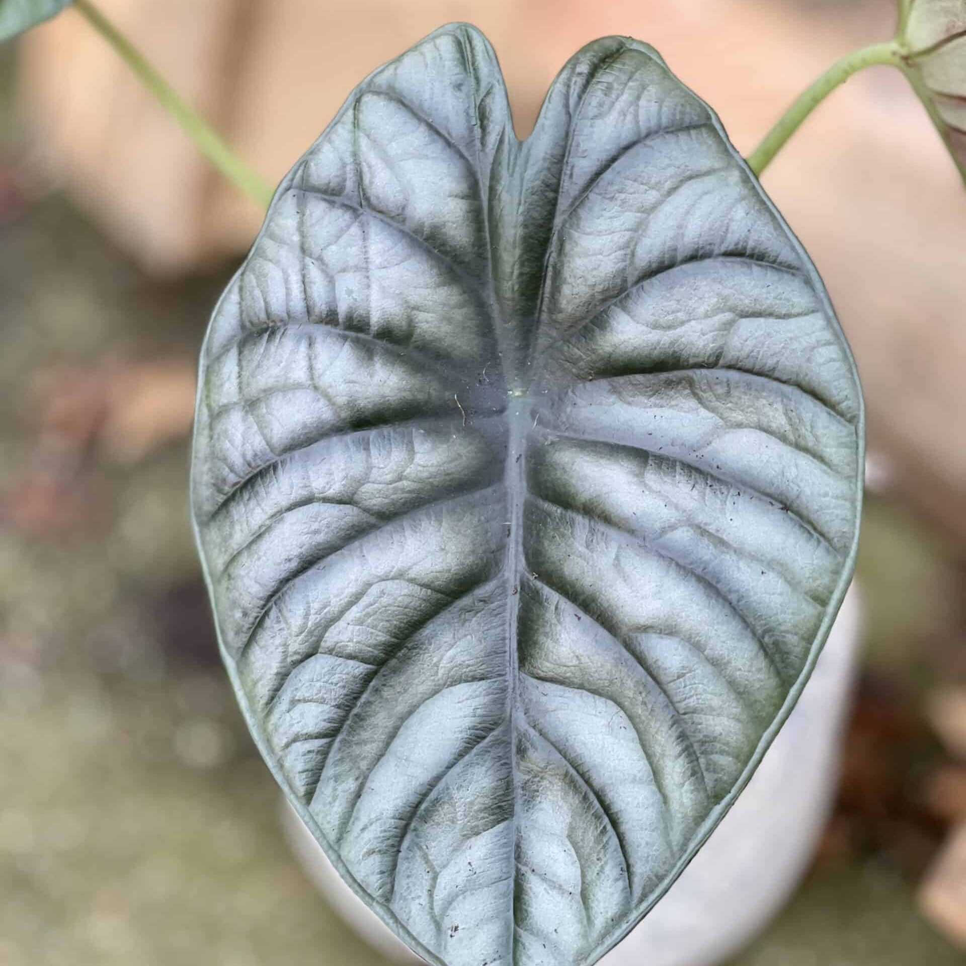 Алоказия Сильвер Небула (Alocasia Silver Nebula) D6см