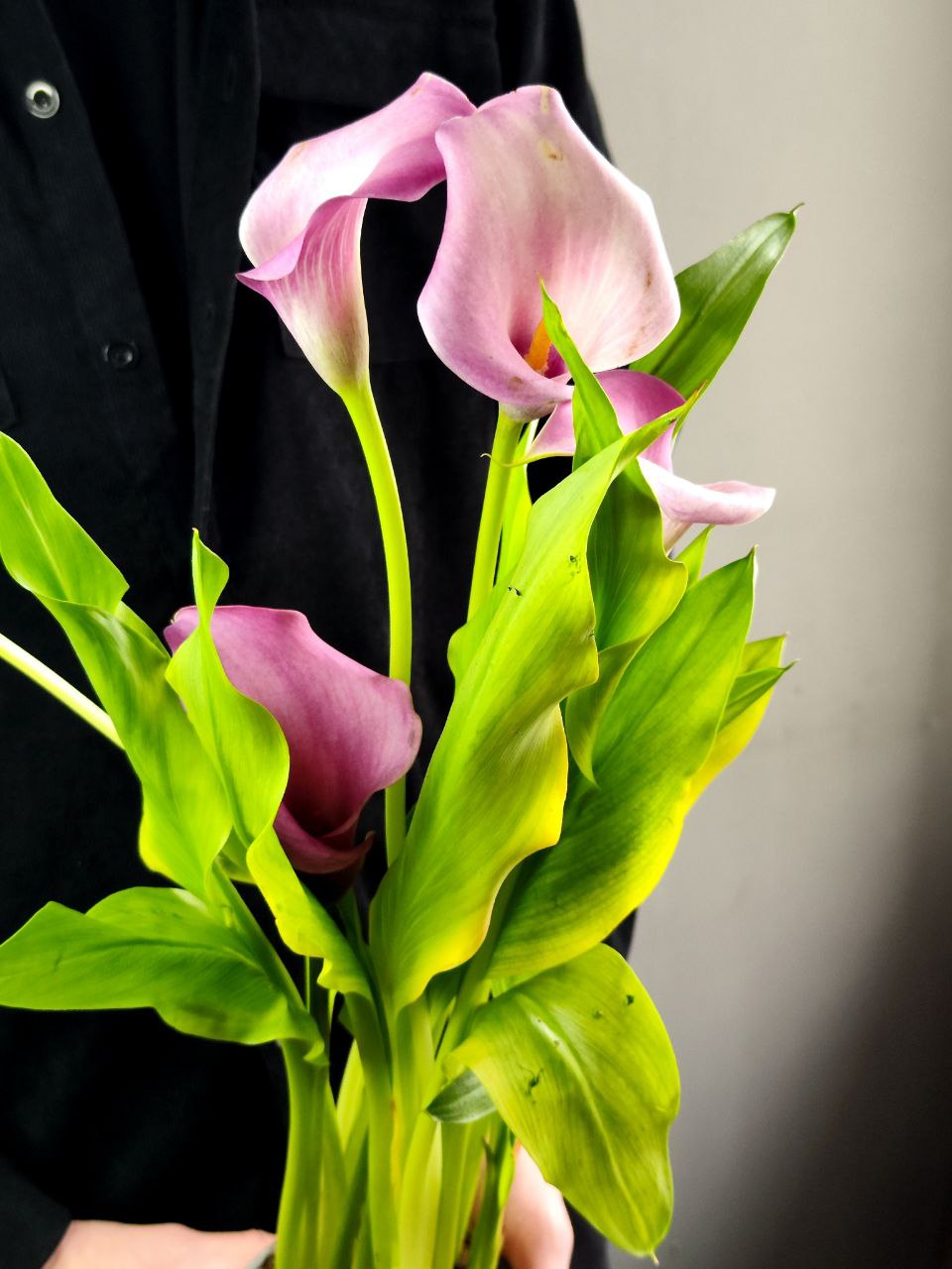 Зантедеския Розовая (Zantedeschia Pink) D12см