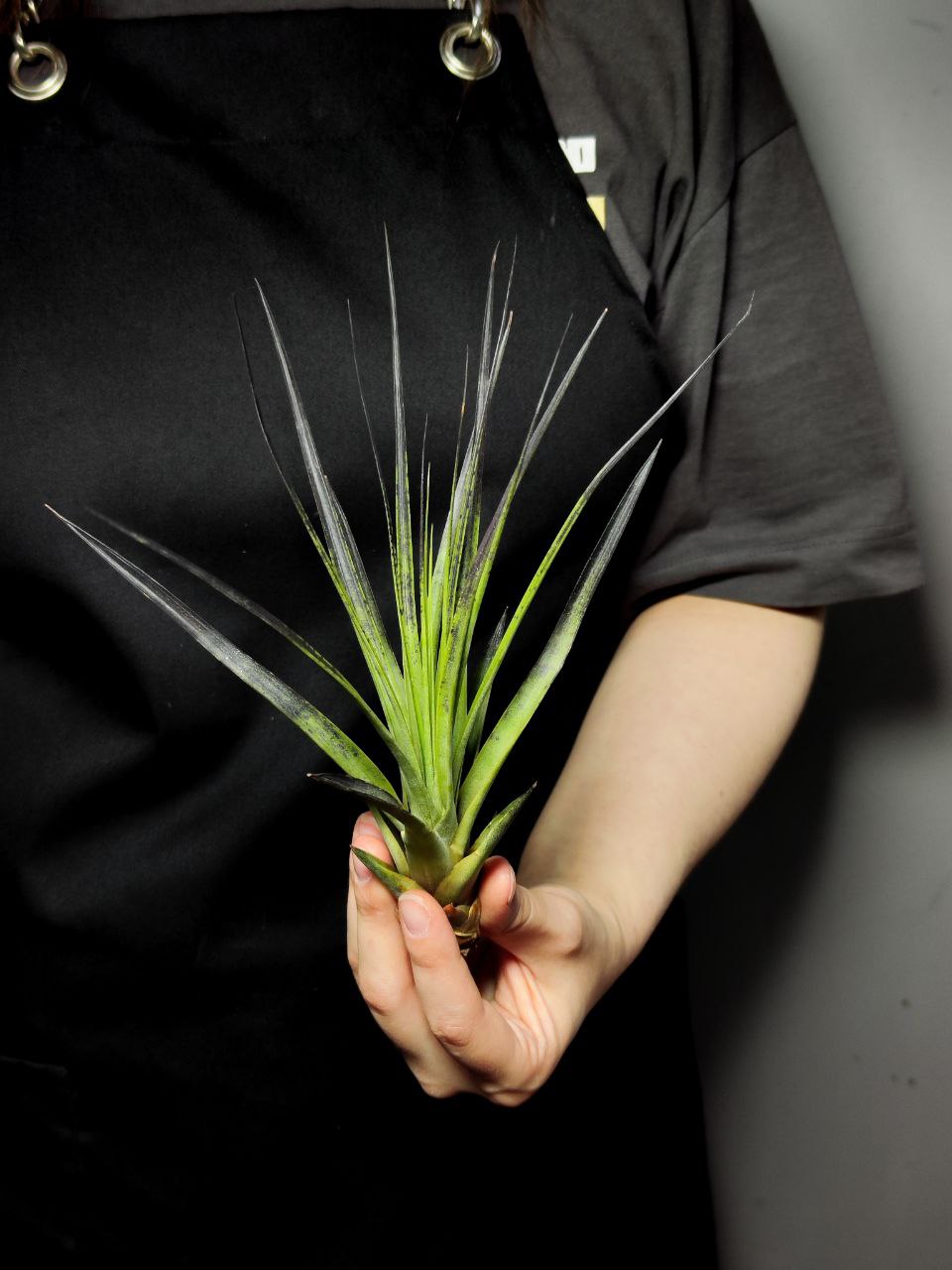 Тилландсия Капитата Блэк (Tillandsia Capitata Black)