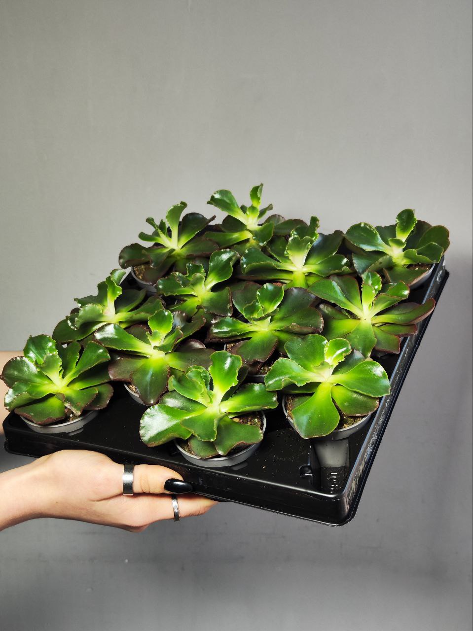 Эхеверия Курли Ред (Echeveria Curly Red) D5см