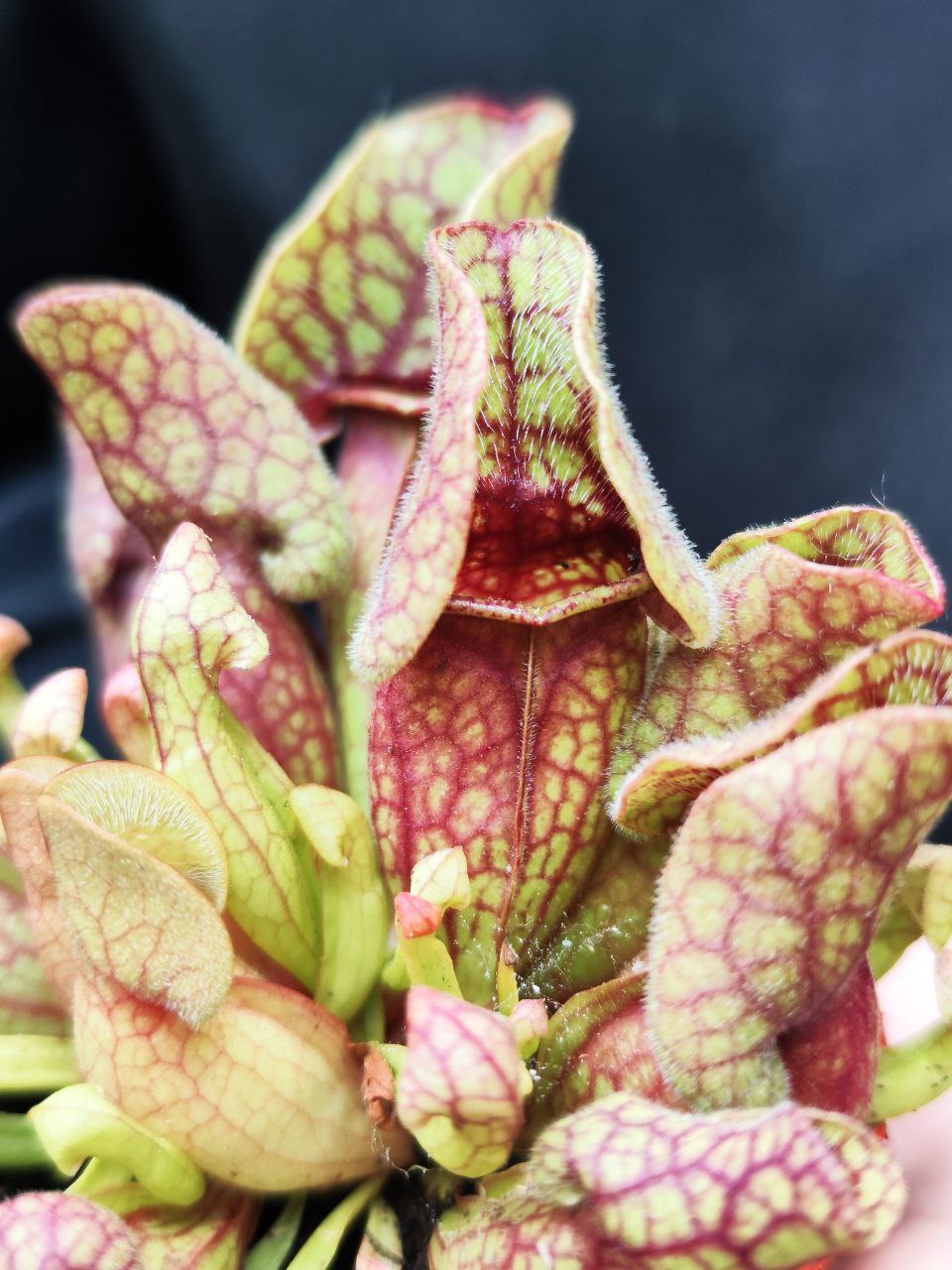 Саррацения Веноза Красная (Sarracenia Venosa Red) D9см