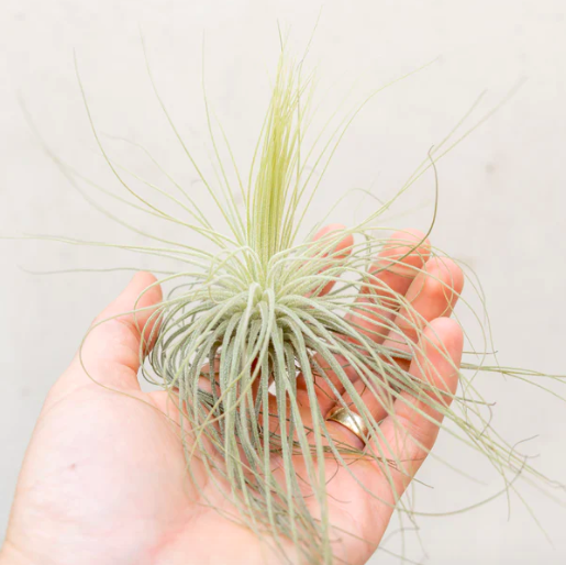 Тилландсия Магнусиана (Tillandsia Magnusiana)