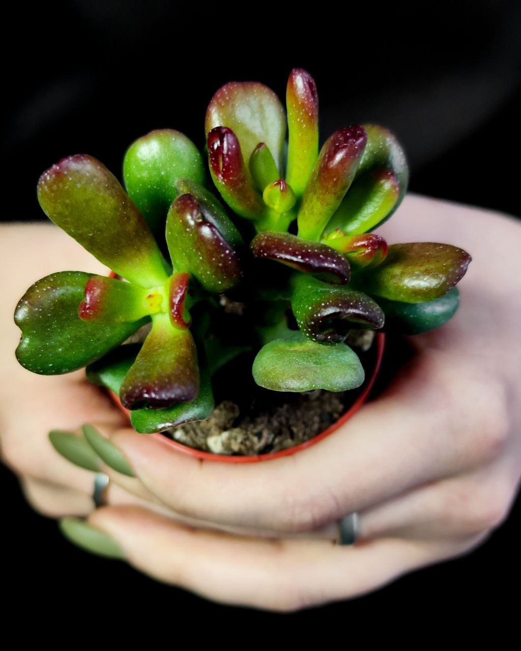 Крассула Конволюта (Crassula Convoluta) D5см