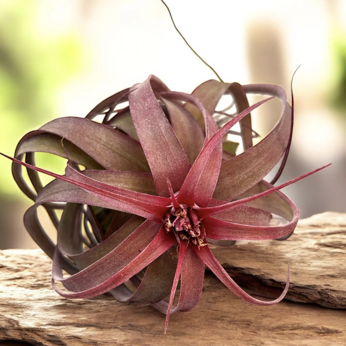 Тилландсия Эрик Кноблох (Tillandsia Eric Knobloch)