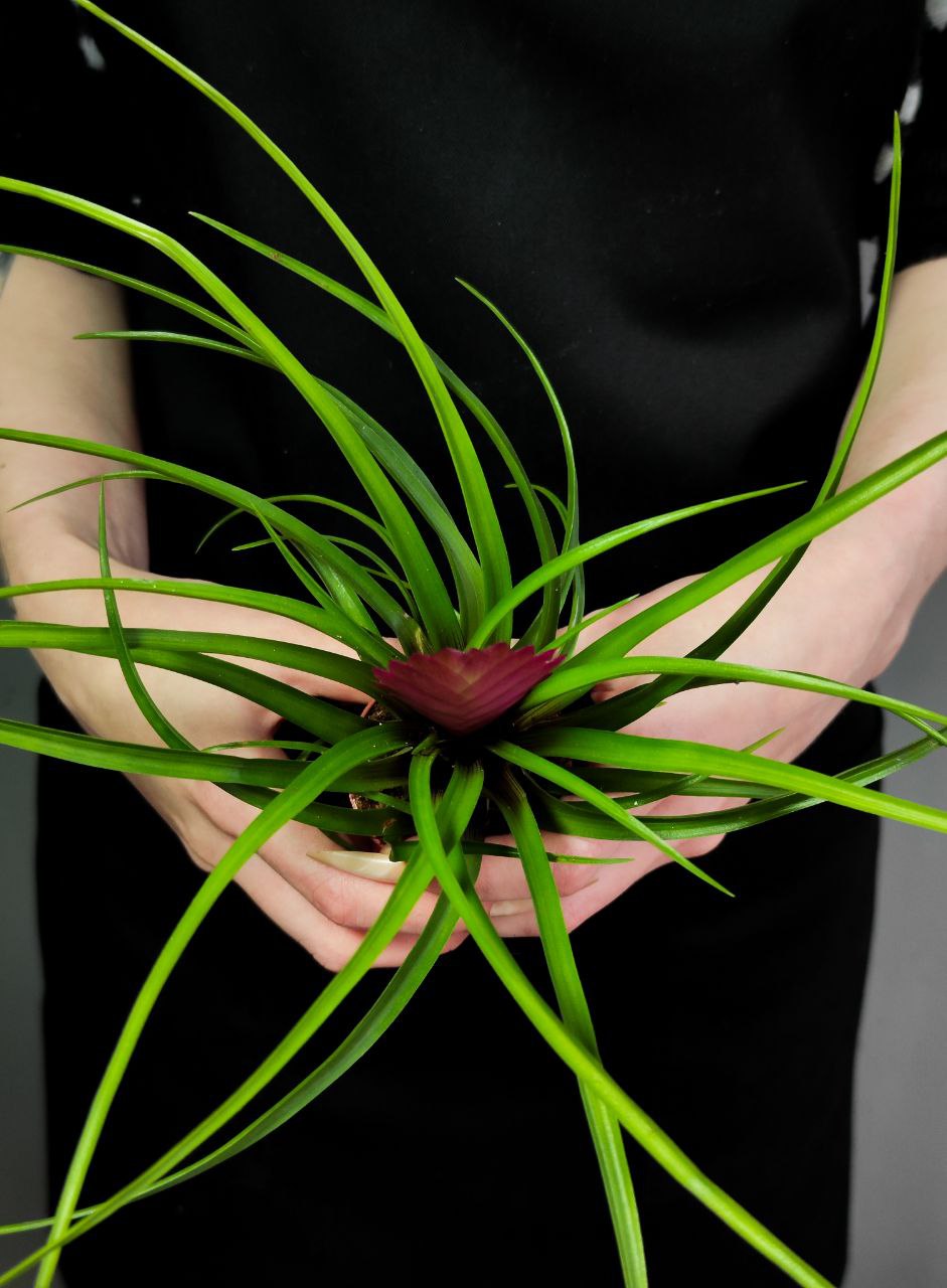 Тилландсия Синяя (Wallisia Cyanea) D7см