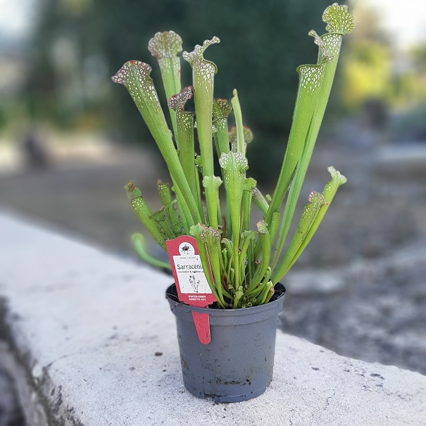 Саррацения Лейкофилла Компакта (Sarracenia Leucophylla Compacta) D9см