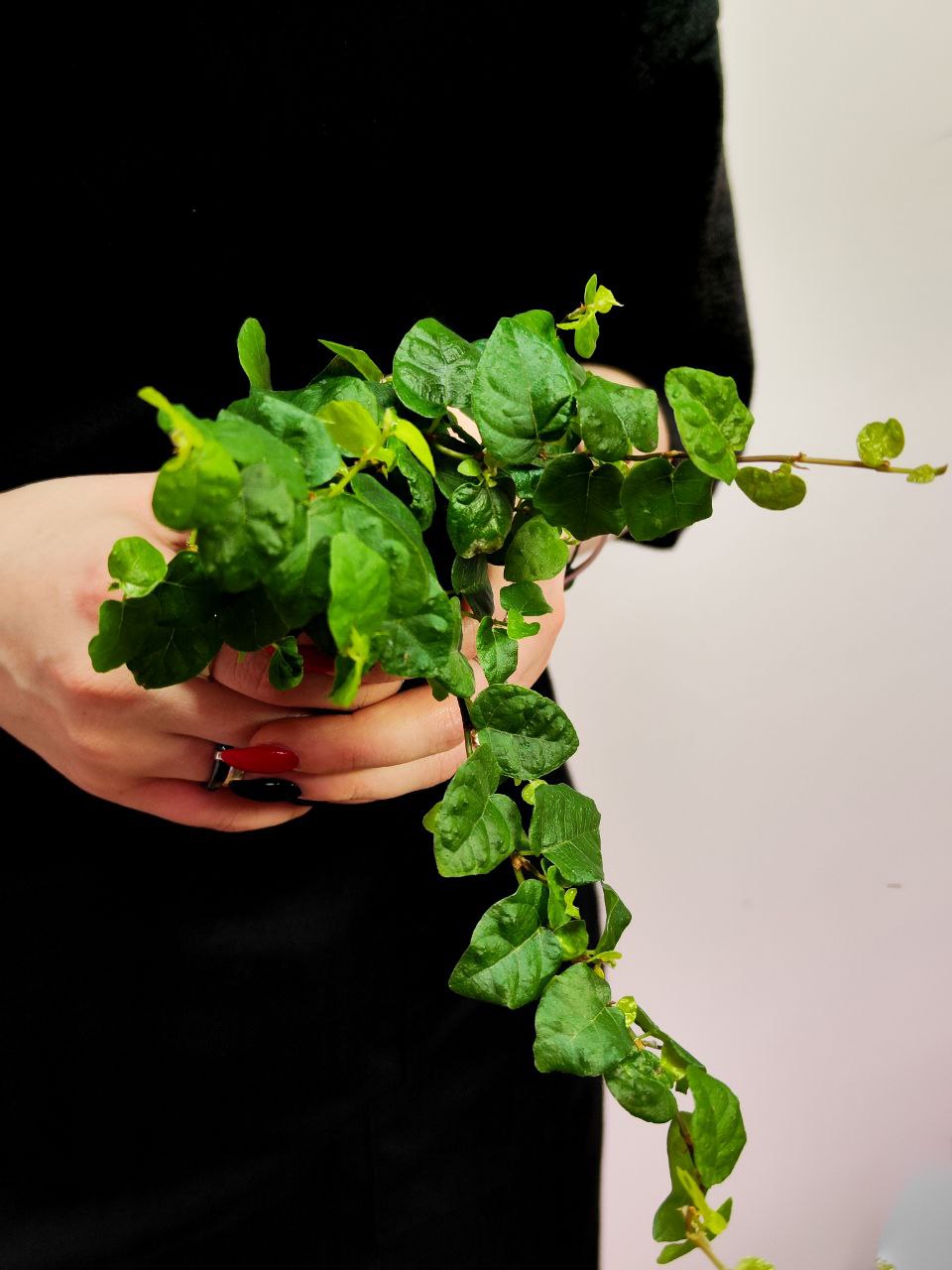 Фикус Пумила Арина (Ficus Pumila Arina) D6см
