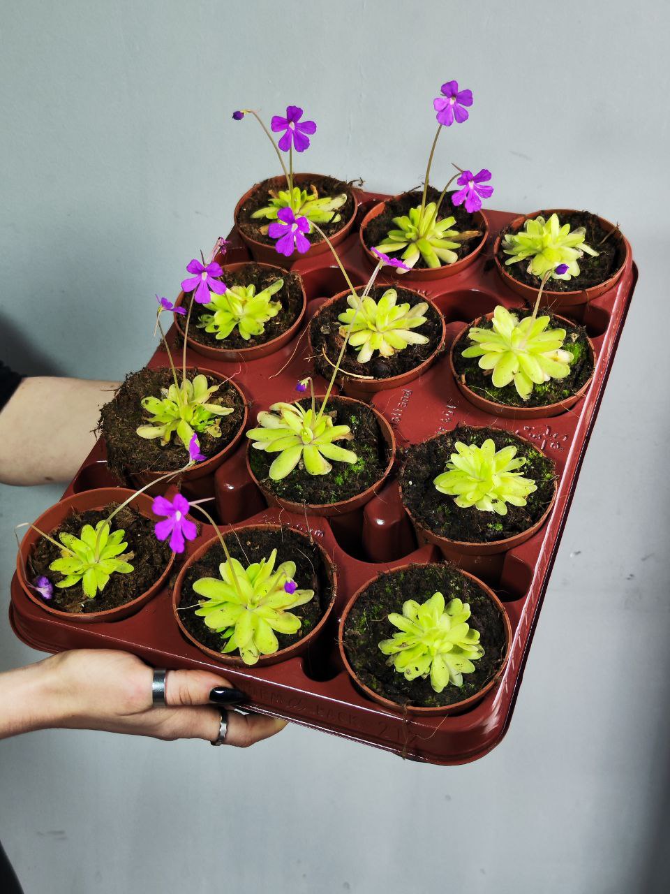 Жирянка Анна (Pinguicula Anna) D9см