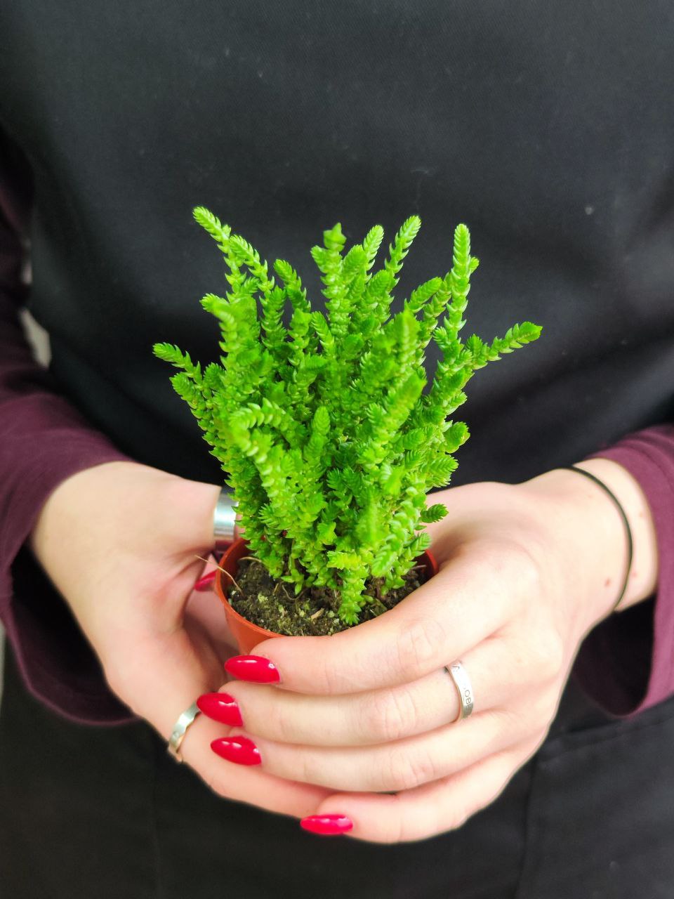 Крассула Плауновидная (Crassula lycopodioides) D5см