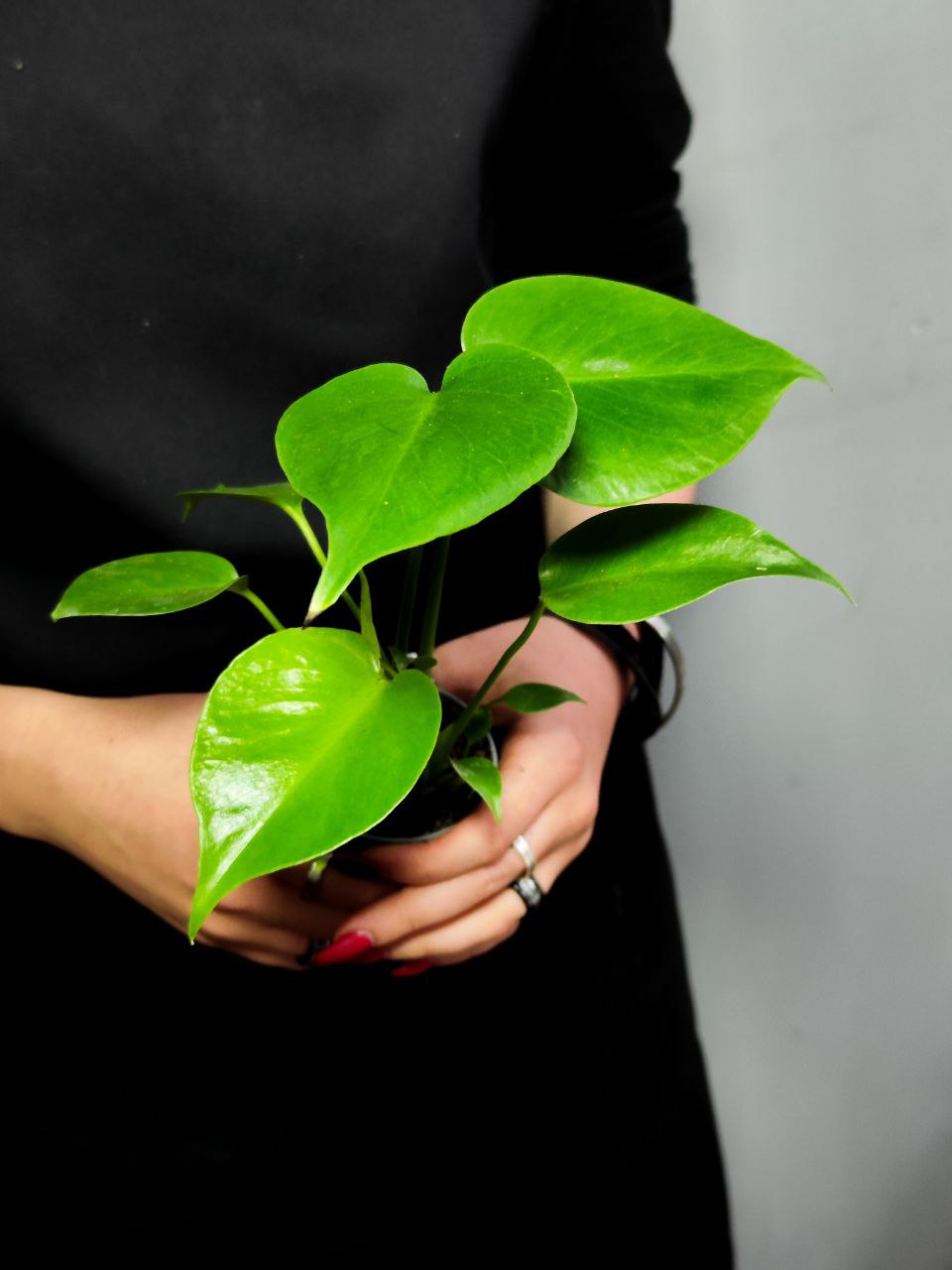 Монстера Деликатесная, или Монстера Делициоза (Monstera Deliciosa) D6см