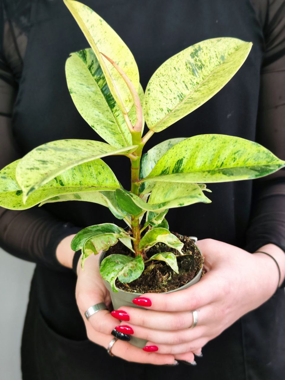 Фикус Вариегатный Эластика Шрайвериана (Ficus Elastica Shivereana) D10см