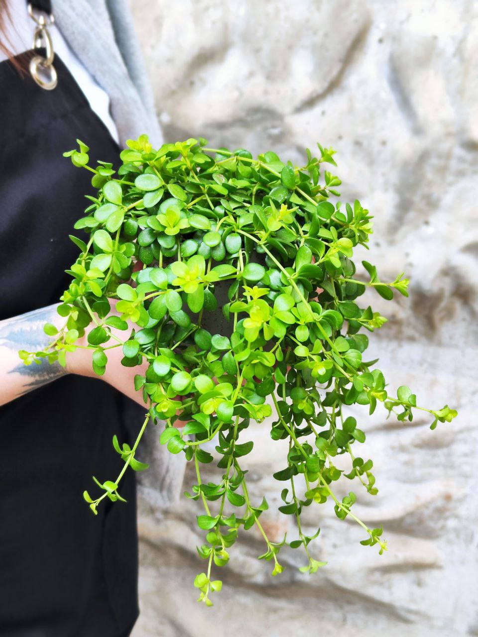 Пеперомия Деппеана (Peperomia Deppeana) D11см