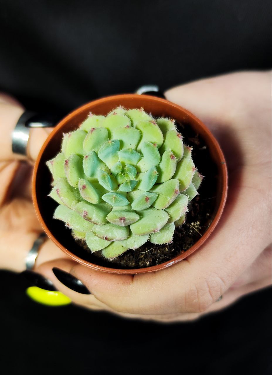 Эхеверия Деренберга Грин (Echeveria Derenbergii Green) D5см