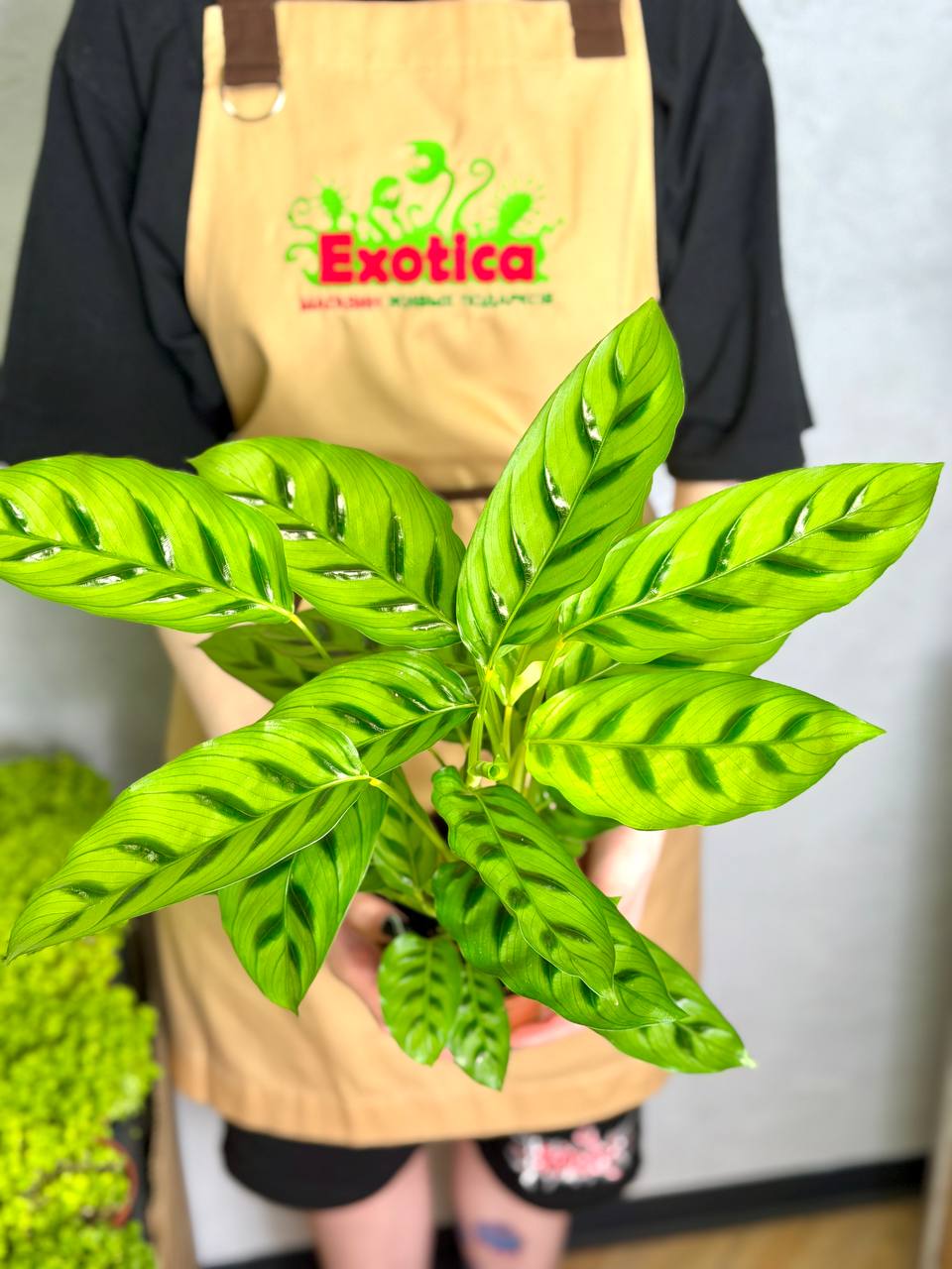 Калатея Леопардина (Calathea Leopardina) D12см