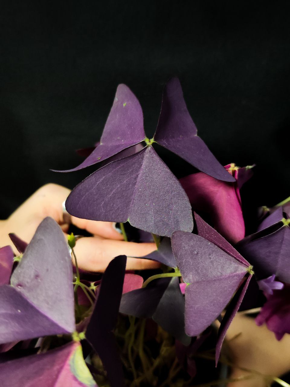 Кислица Треугольная Майк (Oxalis Triangularis Mijke) D10см