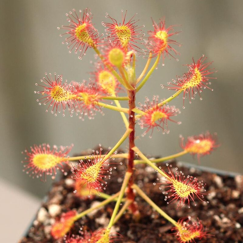 Росянка Мадагаскарская (Drosera Madagascariensis) D9см