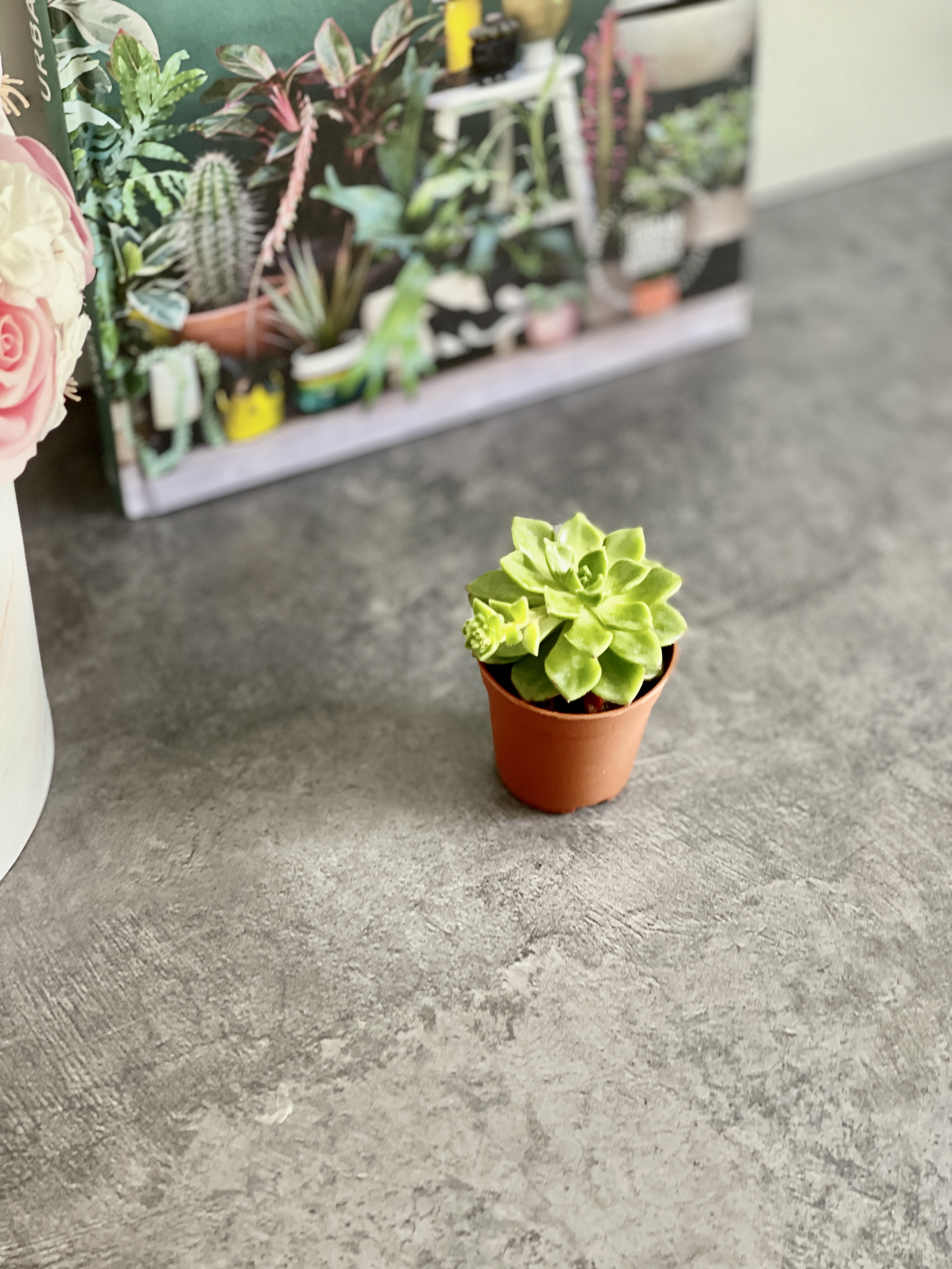 Эхеверия Аффинис Грин (Echeveria Affinis Green) D5см