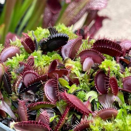 Семена Венериной Мухоловки Красный Дракон (Dionaea Muscipula Akai Ryu), 15 шт