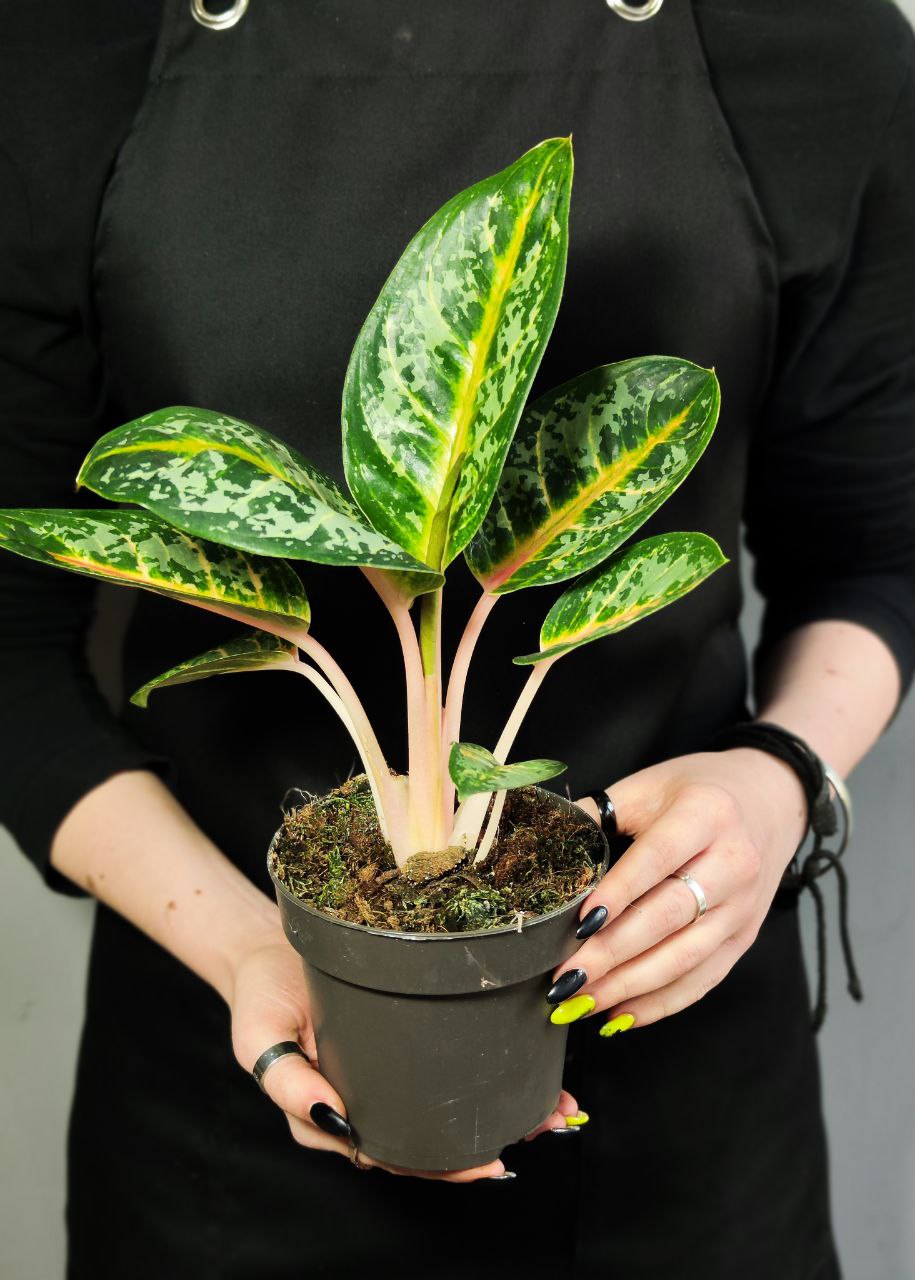 Аглаонема Оранж Флейм (Aglaonema Orange Flame) D12см