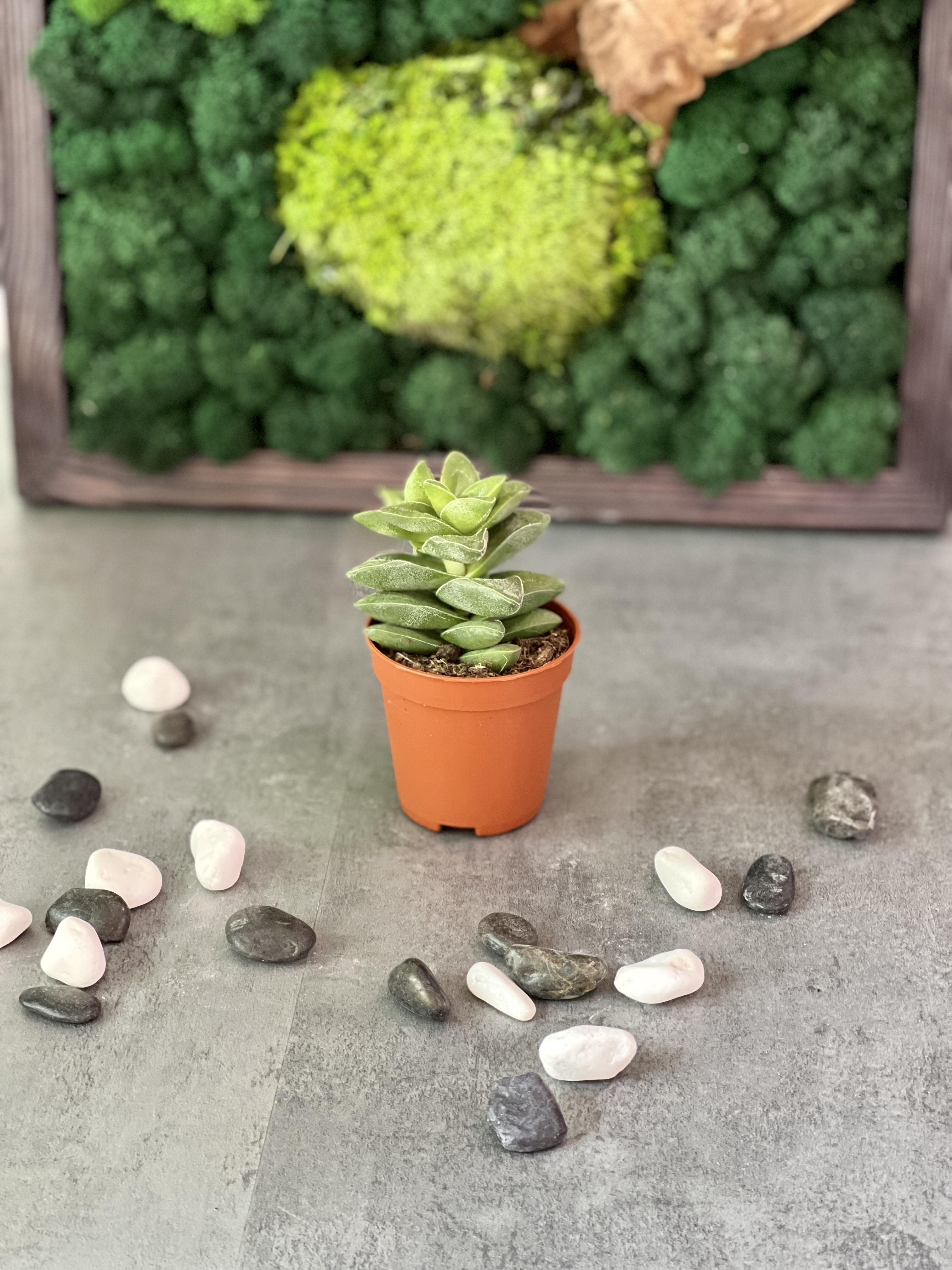 Крассула Спринг Тайм (Crassula Spring Time) D5см