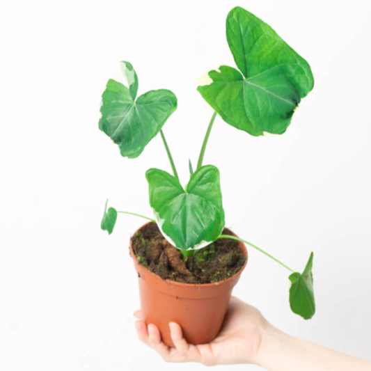 Алоказия Микки Маус (Alocasia Xanthosoma Mickey Mous) D10см