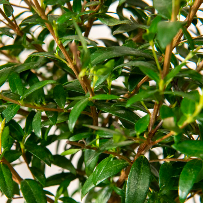 Мирт Комнатный (Myrtus Communis On Stem) D12см