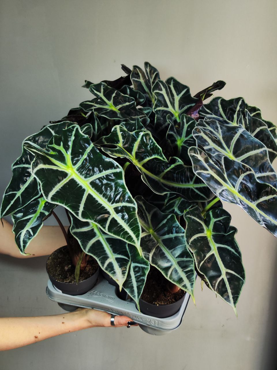 Алоказия Амазоника Дворф (Alocasia Amazonica Dwarf) D11см