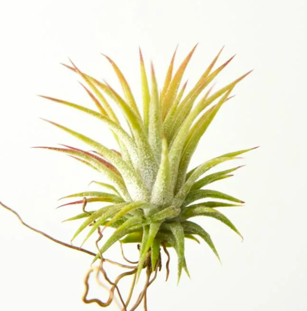 Тилландсия Ионанта Желтая (Tillandsia Ionantha Yellow)