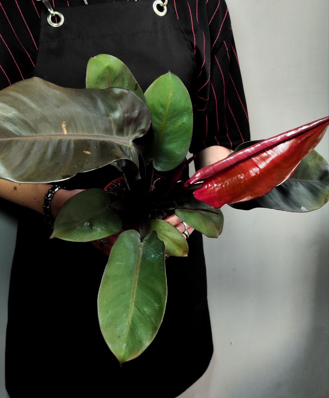 Филодендрон Империал Ред (Philodendron Imperial Red) D12см