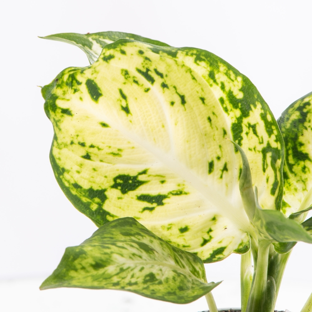 Диффенбахия Макулата Ами (Dieffenbachia Maculata Amy) D6см