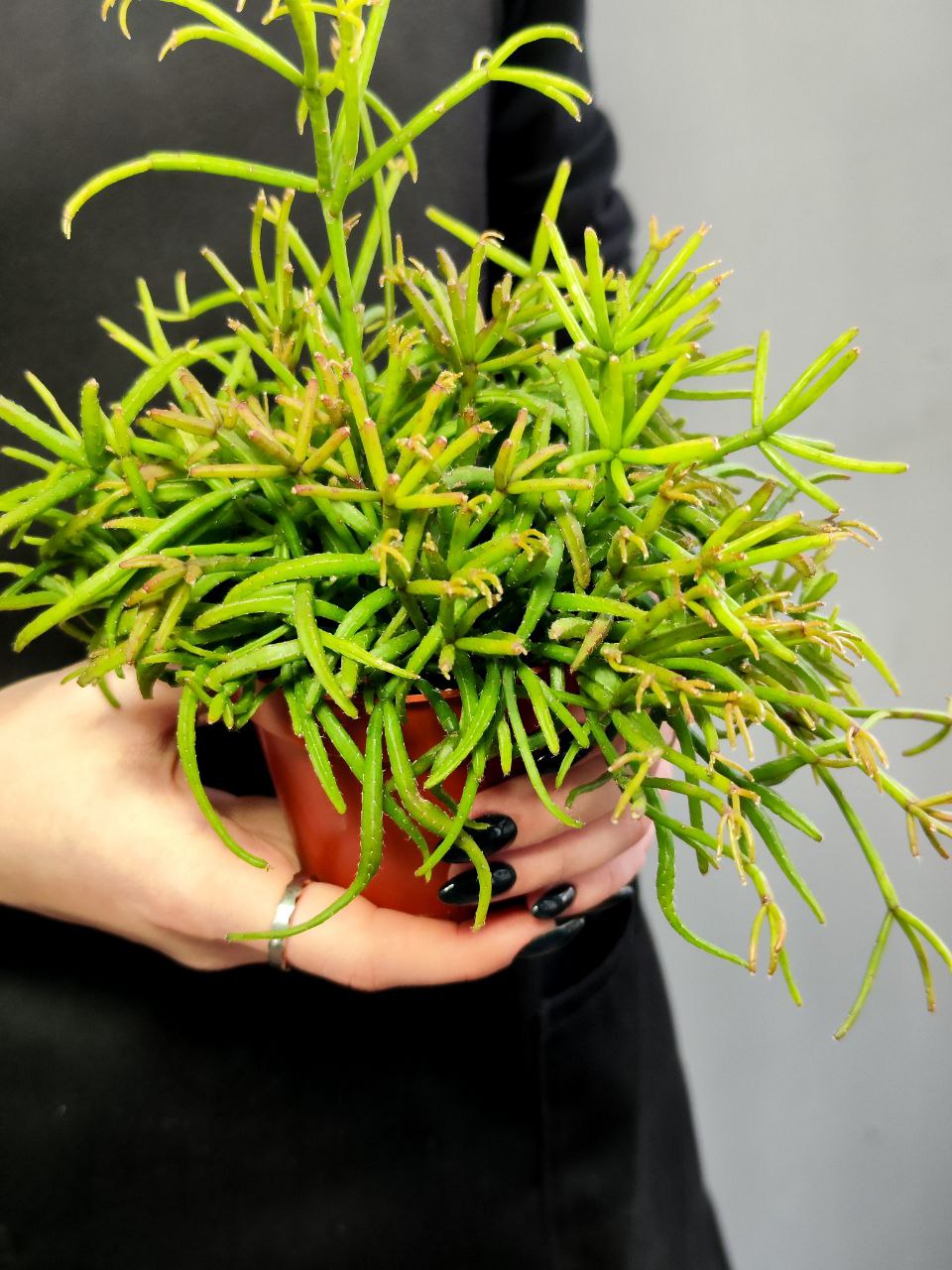Рипсалис Кассута (Rhipsalis Cassutha) D8,5см