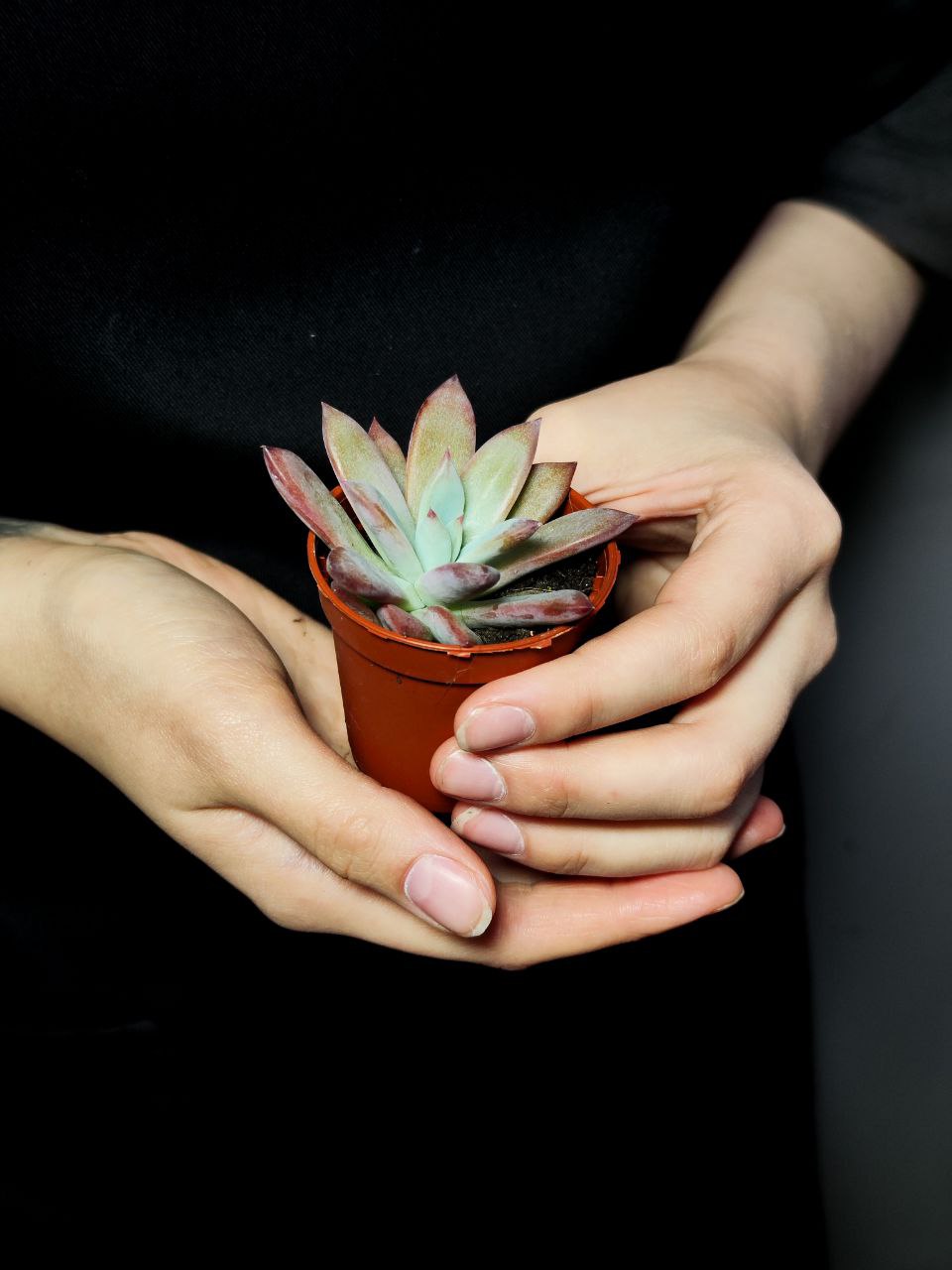 Эхеверия Колората Брандта (Echeveria Colorata Brandtii) D5см