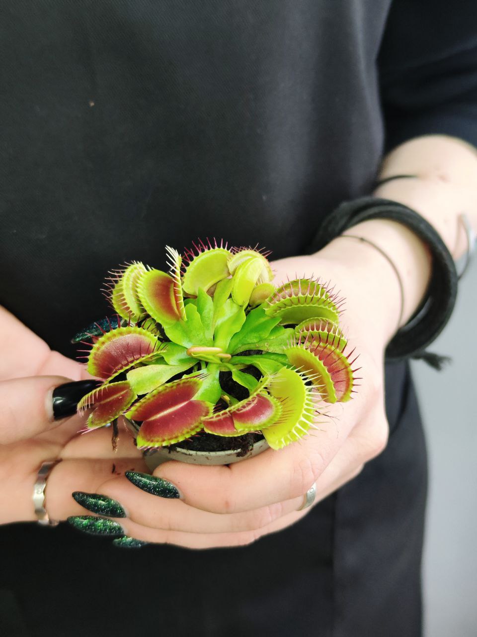 Венерина Мухоловка Малютка (Dionaea Muscipula) D6см