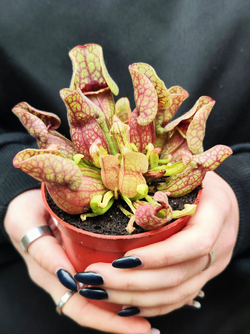 Саррацения Веноза Красная (Sarracenia Venosa Red) D9см
