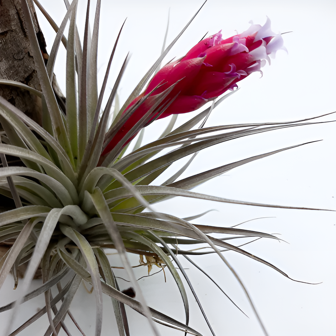 Тилландсия  Сильвер (Tillandsia Silver)