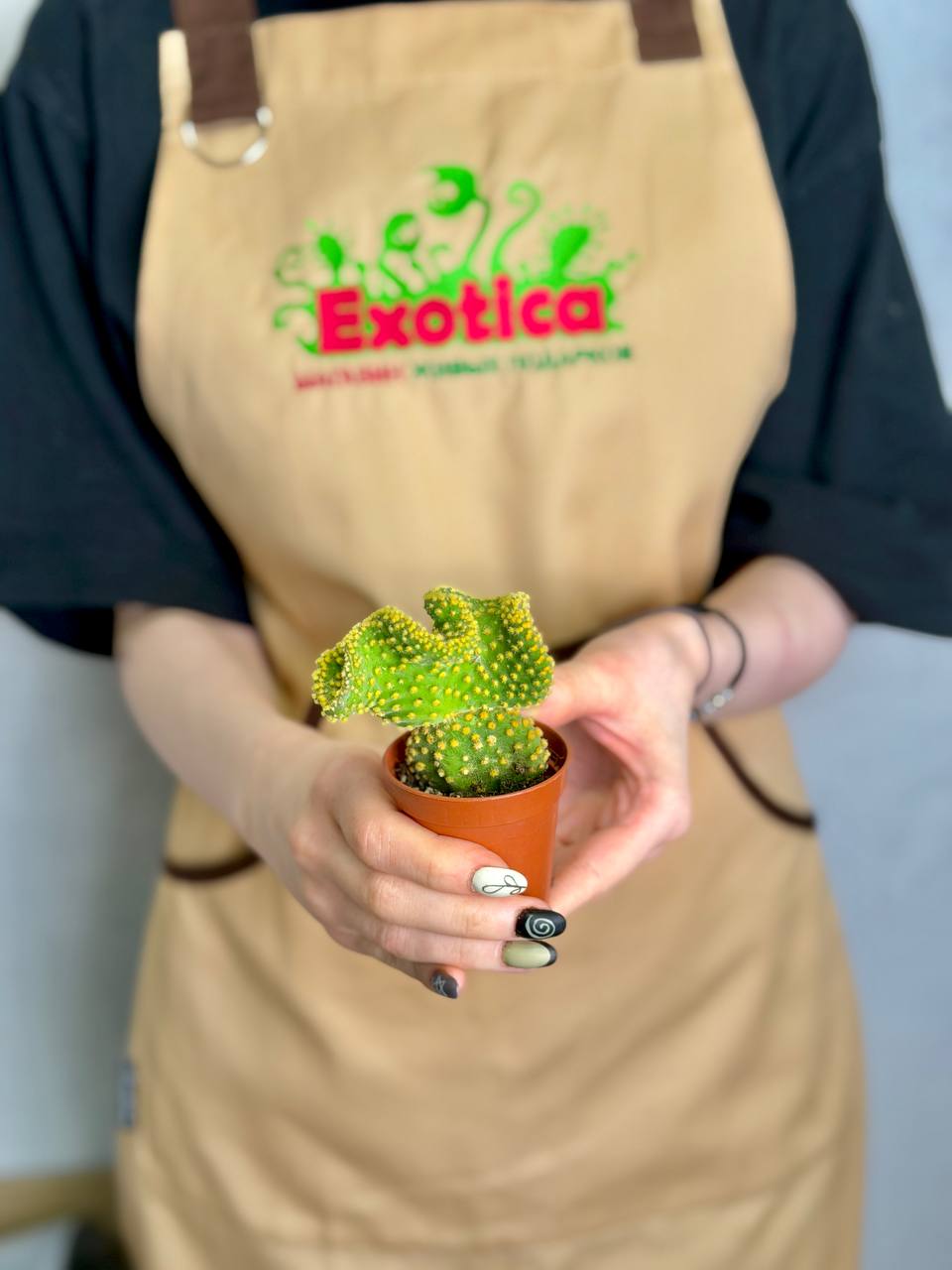 Опунция Микродазис Йеллоу Кристата (Opuntia Microdasys Yellow Cristata) D5см