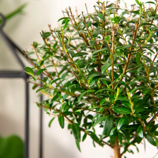 Мирт Комнатный (Myrtus Communis On Stem) D12см