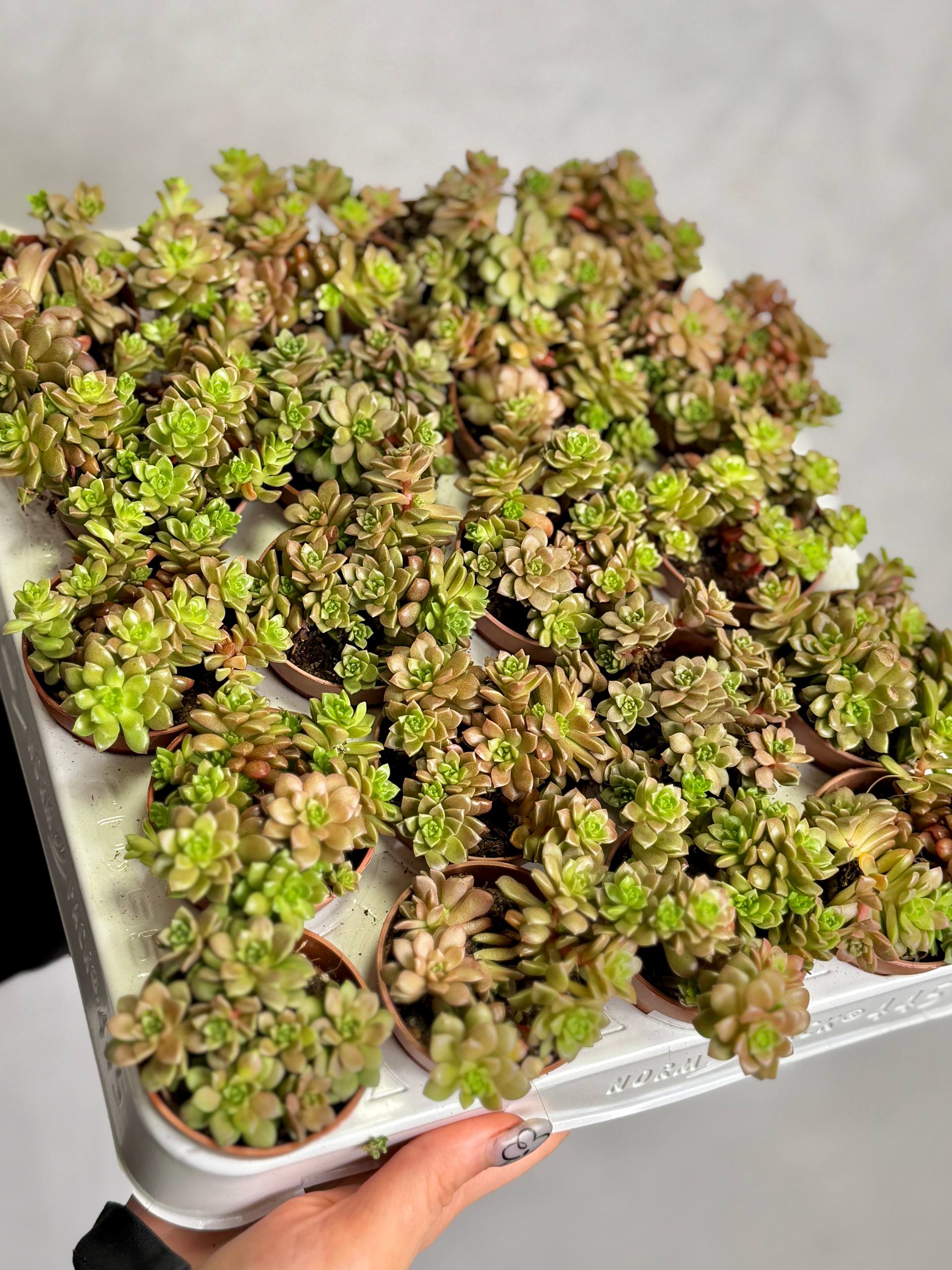 Граптоседум Литтл Джимми (Graptosedum Little Gimmie) D5см