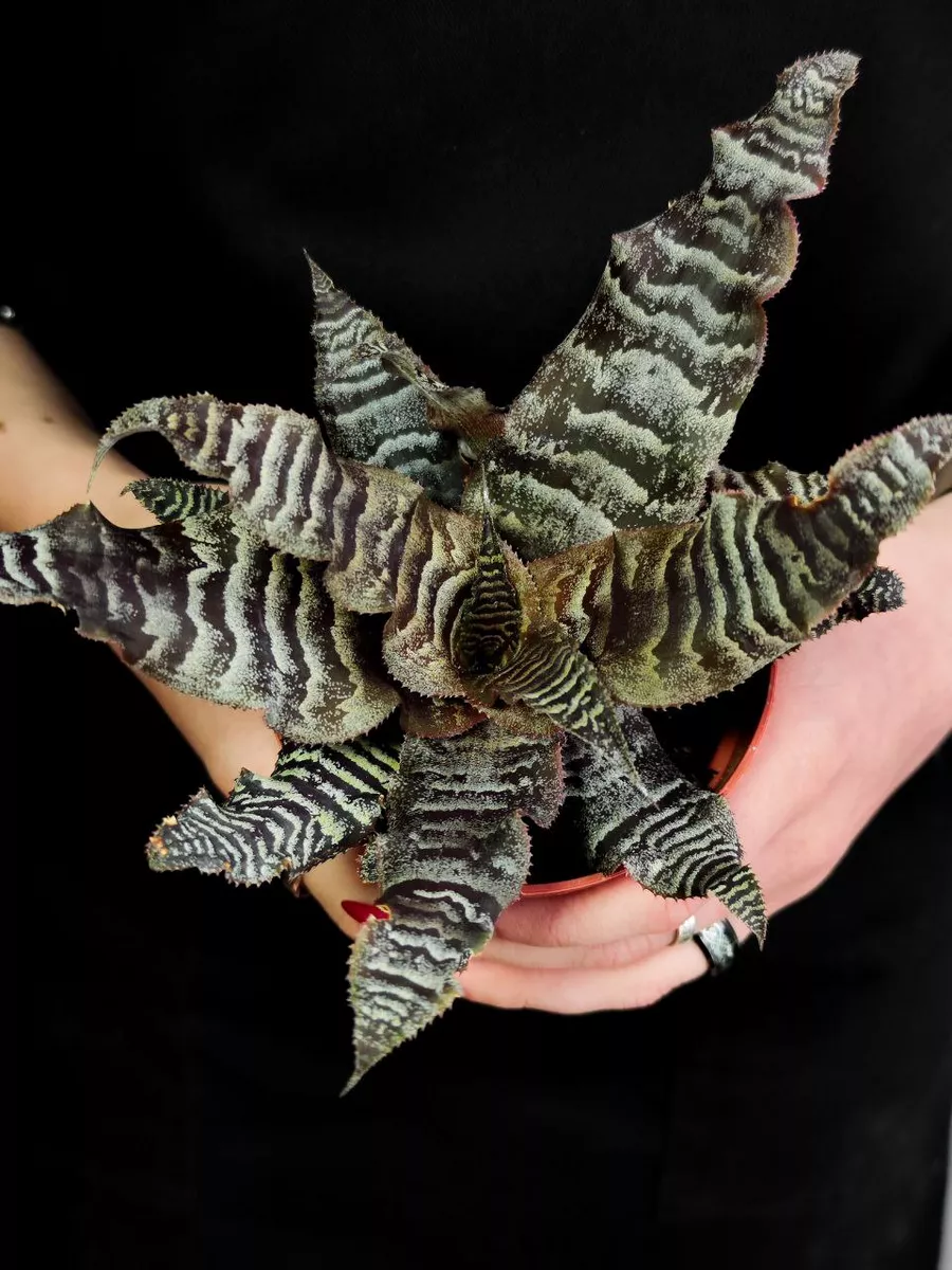 Криптантус Зонатус (Cryptanthus Zonatus) D9см