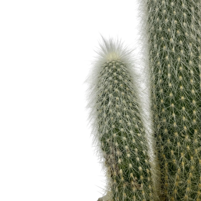 Кактус Клейстокактус Штрауса Одиночный (Cleistocactus Strausii) D5см