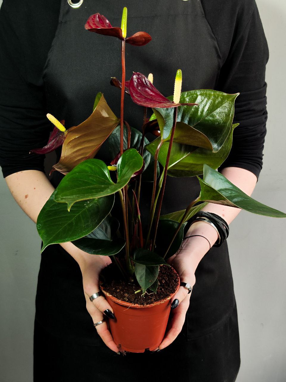 Антуриум Блэк Лав, или Черная Любовь (Anthurium Аndraeanum Black Love) D12см