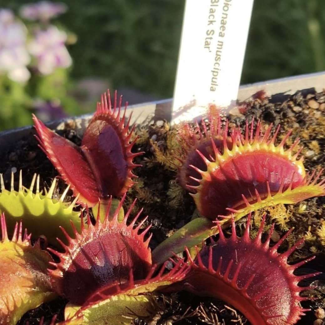 Дионея Блэк Стар (Dionaea Muscipula "Black Star") D5см