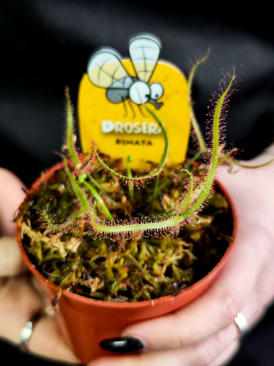 Росянка Бината (Drosera Binata) D9см