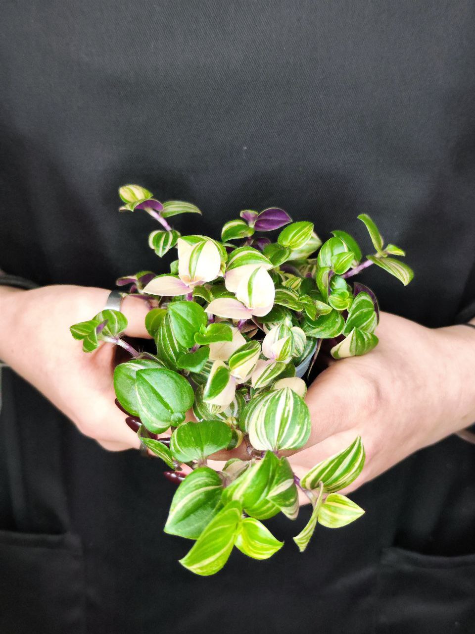 Традесканция Триколор Роза (Tradescantia Tricolor Rosa) D6см