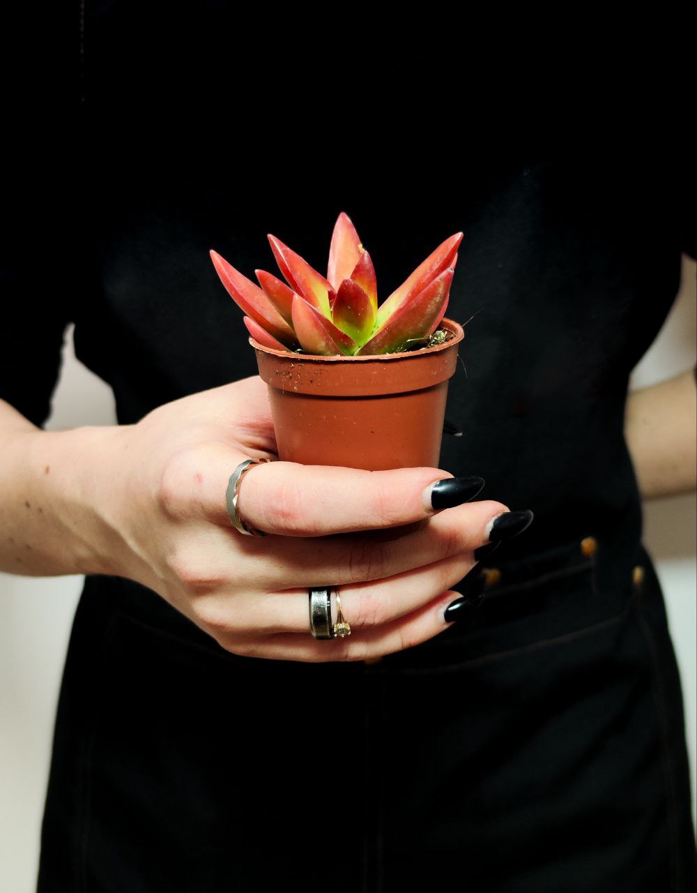 Седум Адольфа Ред (Sedum Adolphii Red) D5см