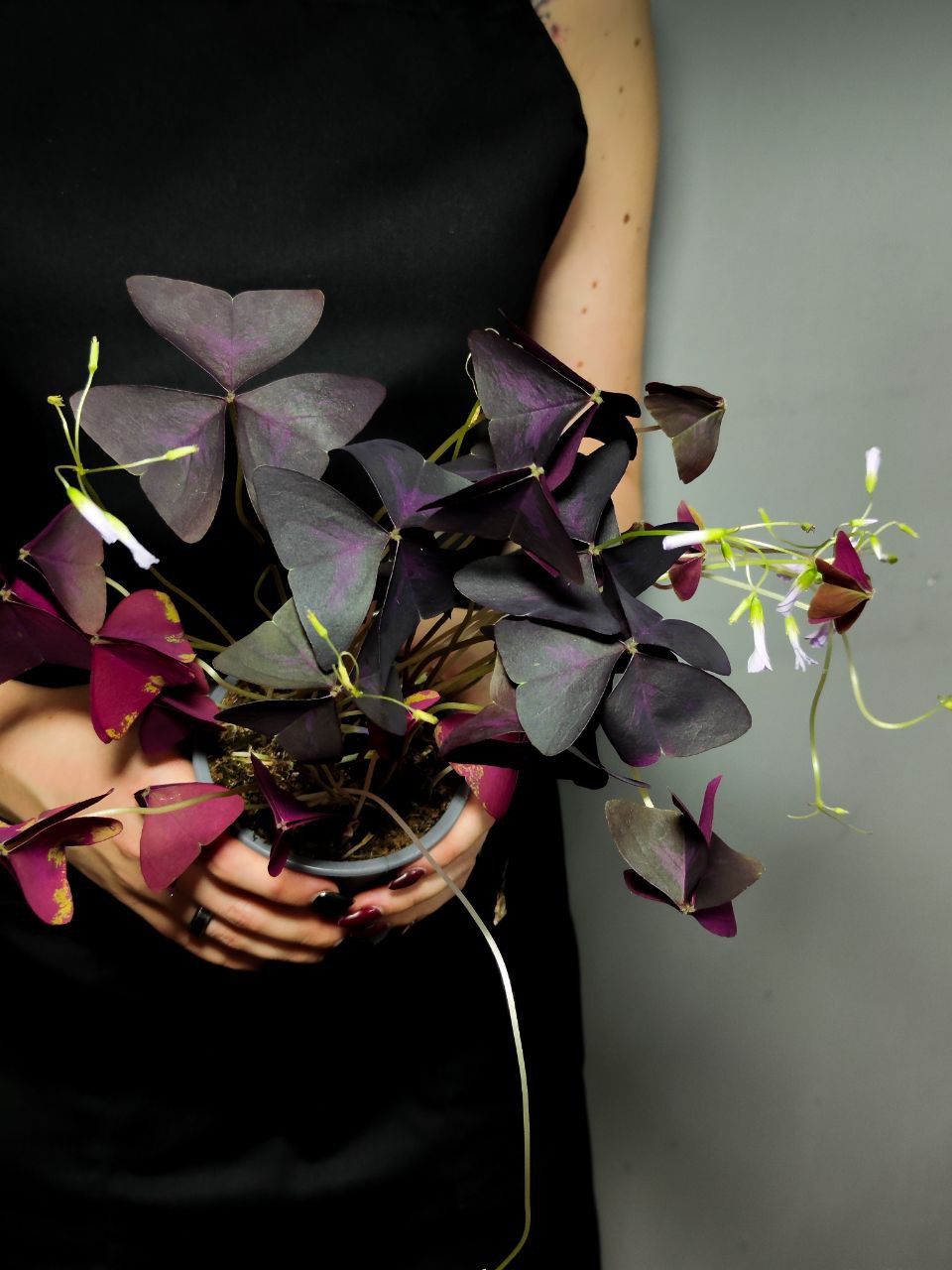 Кислица Треугольная Санни (Oxalis Triangularis Sanny) D10см